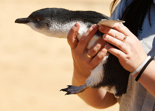 Two Little Penguins: North and South Two Little Penguins: North and South