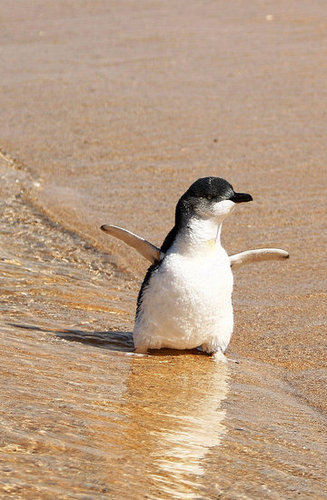 Two Little Penguins: North and South Two Little Penguins: North and South