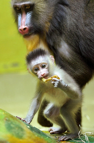 Baby Mandrill With Pablo and Zora Baby Mandrill With Pablo and Zora