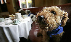 Will a Tyson-Freshpet Alliance Mean Affordable Food Options? Will a Tyson-Freshpet Alliance Mean Affordable Food Options?