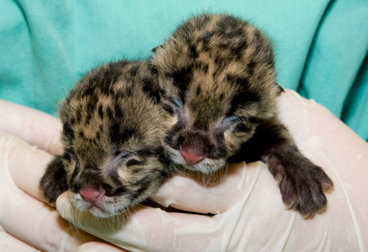 Two Clouded Leopards 