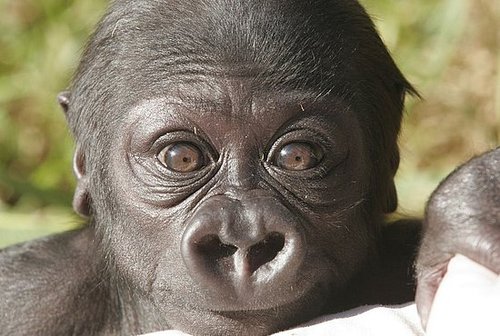 Hasani Needs Pressies! Hasani Needs Pressies!