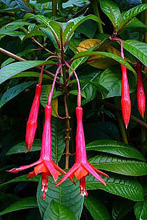 Plant a Pet Safe Garden