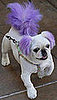 Trend Setters: Furry Streakers