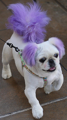 Trend Setters: Furry Streakers