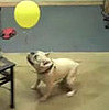 Super Cute Smooshy Alert! Sherman . . . and the Balloon