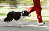 Do Tell: Have You Been Tripped Up by a Pet?