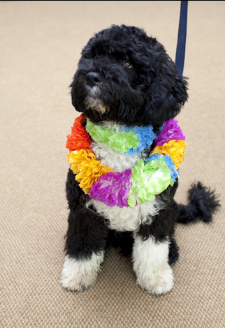 New Puppy Alert! Welcome, Bo (Obama)
