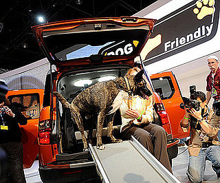 Honda Element Goes to the Dogs!