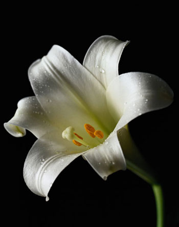 Kitty Lovers, Just Say "No Thanks" to Easter Lilies!