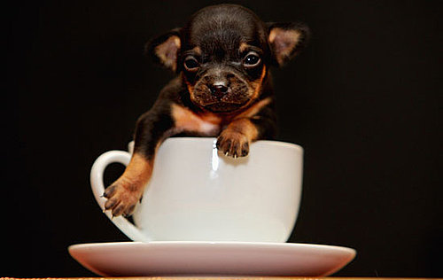 Hello There, Tom Thumb. You're One Lil Baby Chihuahua.