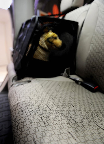 Even Smaller Dogs Enjoy Car QT Even Smaller Dogs Enjoy Car QT