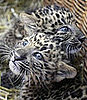 Leopards 'Zhongni' and 'Zhang Jie' Born At Hamburg's Hagenbeck Zoo in Gemany