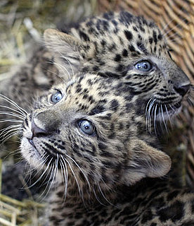 Zounds! Zhongni and Zhang Jie Have Dazzling Baby Blues