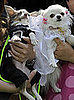 Freaky or Fabulous: Pet Weddings?