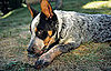 Why Do Dogs Eat Grass?