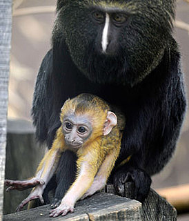 Can You Guess How the Owl-Faced Monkey Got Its Name?