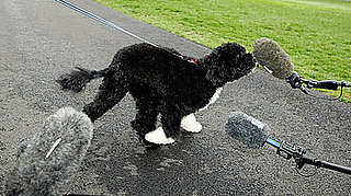 Photos of Barack Obama's Dog Bo