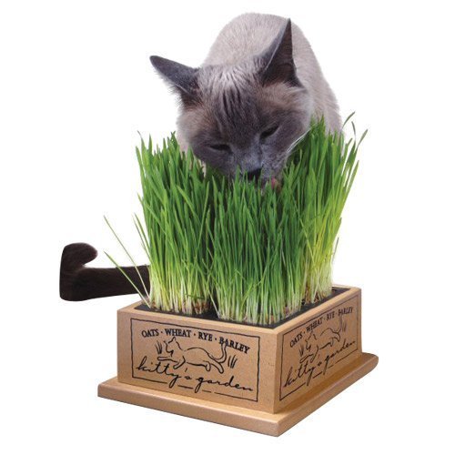 Kitty Garden Kitty Garden