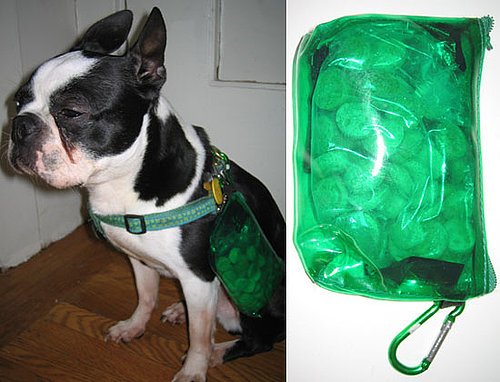A Carabiner Lets Your Dog Carry His Own Weight Like North