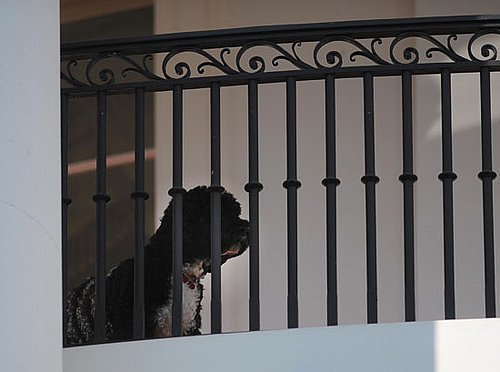New Picture of President Barack Obama's Dog, Bo