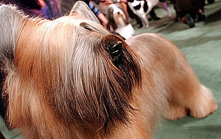 Guess What Breed?