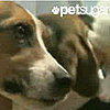 South Korea Clones Dogs With Fluorescent Protein That Makes Them Glow Red