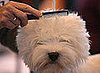 Guess What Breed?