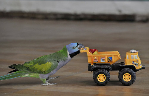 Birds (Not) Behaving Badly Birds (Not) Behaving Badly