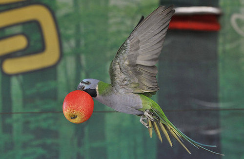 Birds (Not) Behaving Badly Birds (Not) Behaving Badly