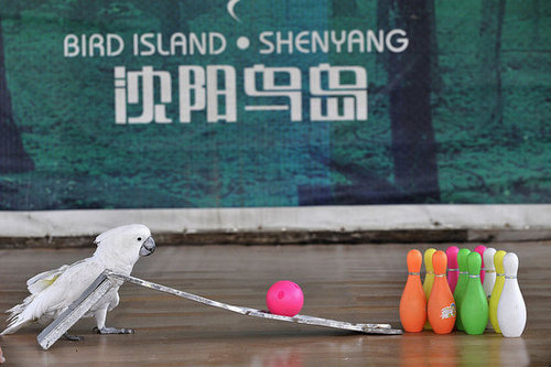 Birds (Not) Behaving Badly Birds (Not) Behaving Badly