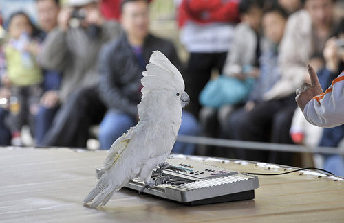 Birds (Not) Behaving Badly Birds (Not) Behaving Badly