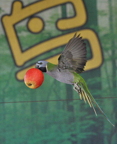 Birds (Not) Behaving Badly Birds (Not) Behaving Badly