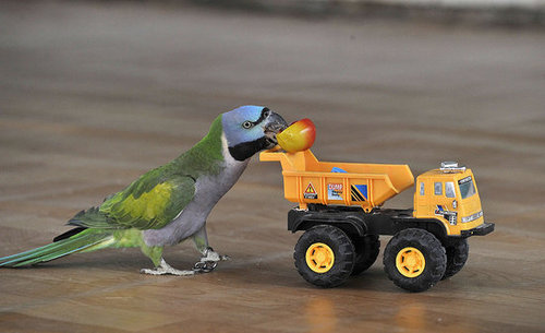 Birds (Not) Behaving Badly Birds (Not) Behaving Badly