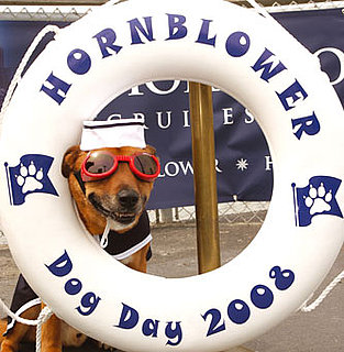 Join Us For Dog Day on the Bay!