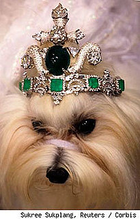 Dog Gets a $4.2 Million Tiara: In the LINK of an Eye!