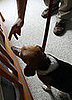 Dogs Hired To Sniff Bed Bugs
