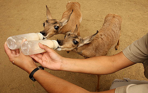These Zoo Babies Walk Within 30 Minutes and Outrun Humans at Four Days