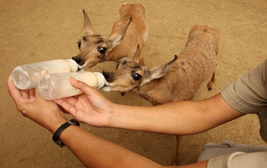 Two Rare Peninsular Pronghorns Born at Los Angeles Zoo