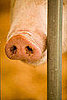 "Swine Flu" From a Vet's Perspective:  In the LINK of an Eye!