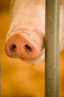 "Swine Flu" From a Vet's Perspective:  In the LINK of an Eye!