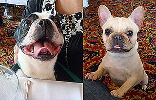 PetSugar and North Attend the ASPCA's Fifth Annual Dog Day on the Bay