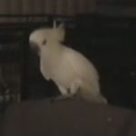 Snowball the Dancing Cockatoo