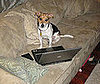 Pet Pic of the Day: Clooney Has a Future in Blogging