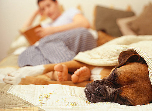 Pet Peeves: Why Does My Dog Snore?