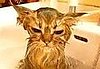How Often Do You Bathe Your Cat?