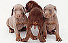 Quiz: What Do You Know About Parvo?