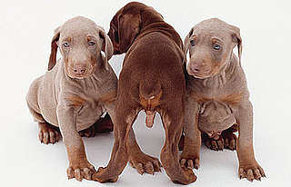 Quiz: What Do You Know About Parvo?