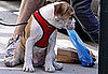 New Puppy Alert! Meet JJ, Hugh Jackman's New Smooshy