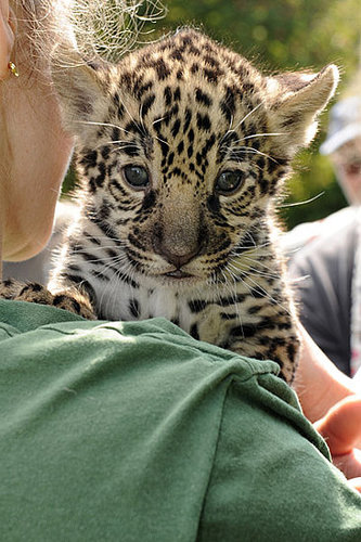 Meet Berlin's Baby Jaguars! Meet Berlin's Baby Jaguars!
